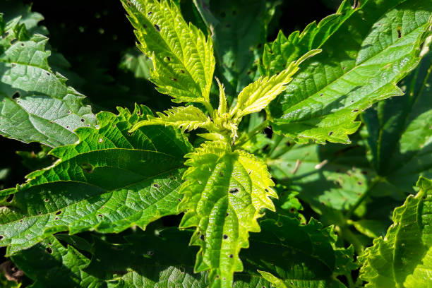 istock Close up fresh green nettle damaged by pests 1247423137