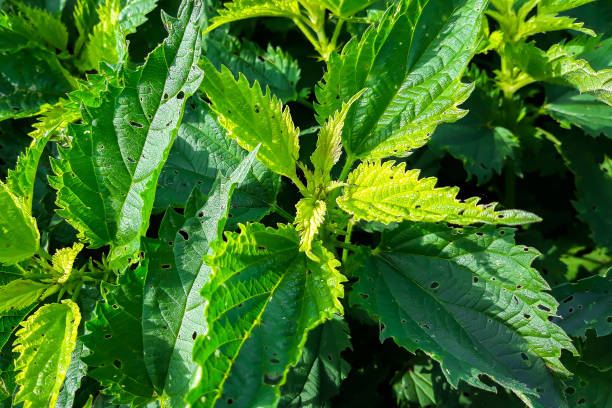 istock Close up fresh green nettle damaged by pests 1247423302