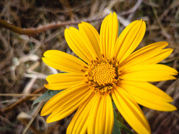 istock Beautiful Yellow Marigold in Spring 1247424975