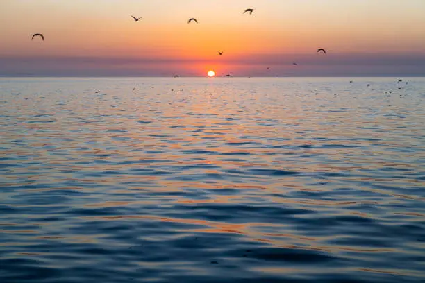 Majestic sunset with flying seagulls in blur motion by the Gulf of Mexico, Campeche City, Yucatan, Mexico.