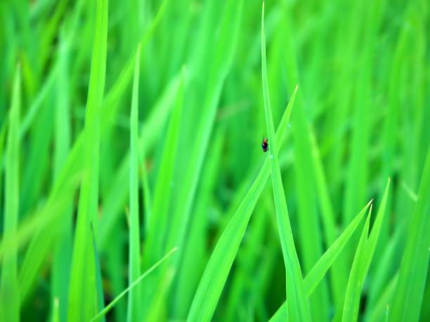 The littel fly on the rice farm during the evening in ChaingMai, Thailand