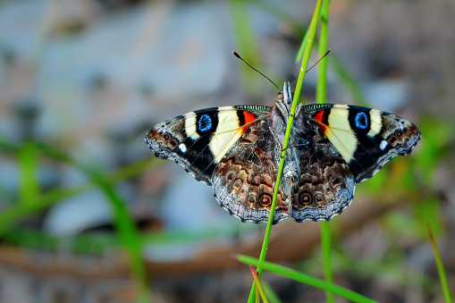 The yellow admiral or Australian admiral is a butterfly native to Australia, New Zealand, Lord Howe Island, and Norfolk Islands