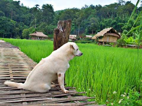 The white dog sitting on the bridge that connect the rice farm in Chiangmai, Thailand