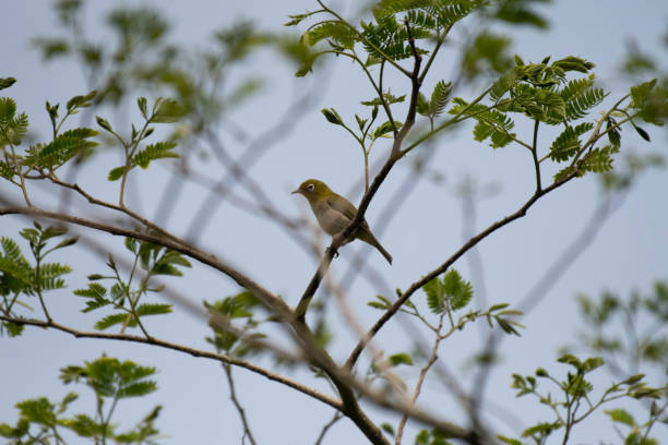 istock Japanese white-eye perching in Hakone 1247451366