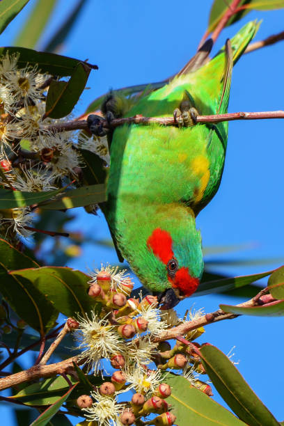 istock Musk Lorikeet feeding on flowering gum nectar 1247454477