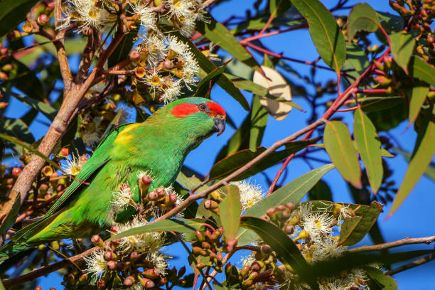 istock Musk Lorikeet feeding on flowering gum nectar 1247454991
