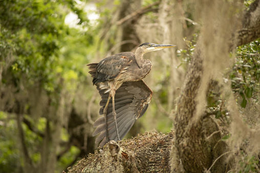 Great Blue Heron taking a break in the safety of an elevated perch, a Live oak branch with lichens, resurrection fern and Spanish moss covering the bark. Photo taken at Sweetwater Wetlands Park in Gainesville, Florida. Nikon D750 with Sigma 300mm f2.8 lens