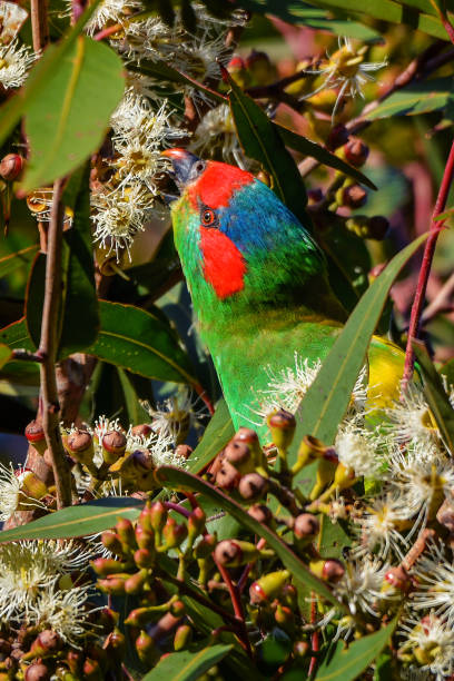 istock Musk Lorikeet feeding on flowering gum nectar 1247454999