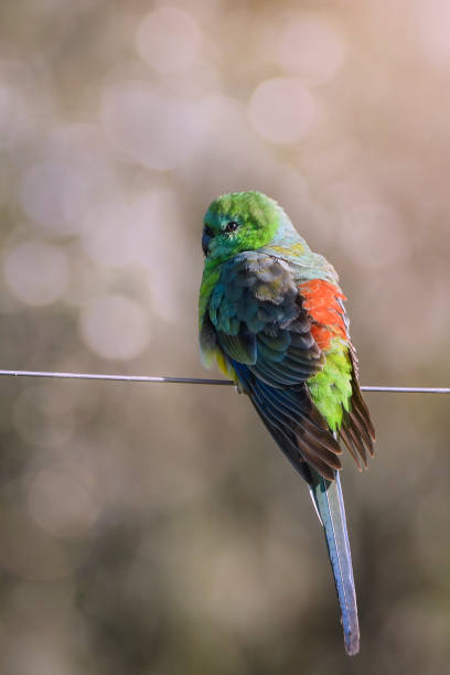 Red Rumped Parrot Stock Photos, Pictures & RoyaltyFree Images iStock