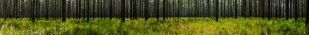 Panoramic shot of Longleaf pine forest that shows signs of prescribed fire on the blackened tree trunks. The low understory is dominated by a Saw Palmetto with gallberry and andropogon going to seed.
Photo taken at Goethe state Forest in North central Florida. Nikon D750 with Nikon 200mm macro lens