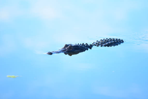 istock Floating alligator with sky and cloud reflections in calm water 1247460126