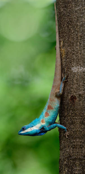 istock Beautiful long tail clawling lizard heading downward from tree, Blue-crested or Indo-Chinese Forest Lizard (Calotes mystaceus) 1247467781