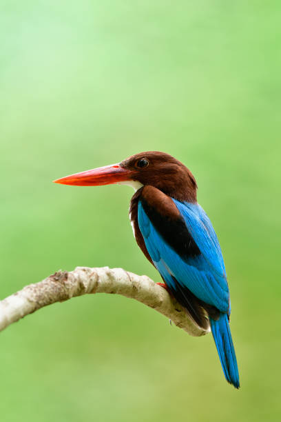 istock fascinated wild animal in soft lighting environment, blue wing bird with brown head and bright red beaks calmly perching on stick in nature 1247469854