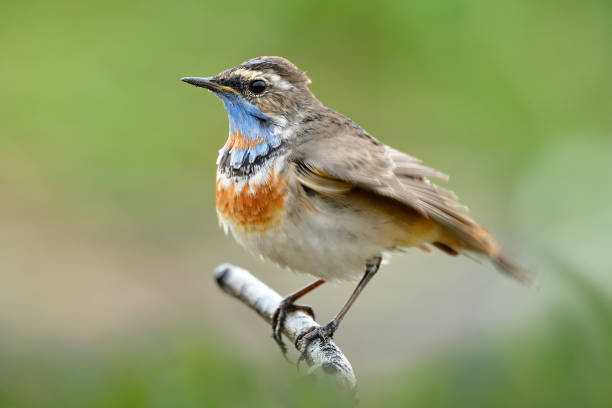 istock happy fluffy feathers bird perching on stick in fresh enviroment, male bluethroat 1247470382