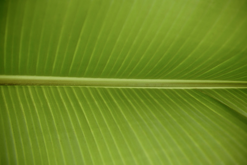 A green banana leaf close-up frame