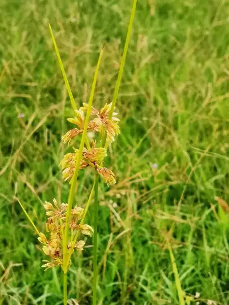 This is image of yellow Nutsedge weed