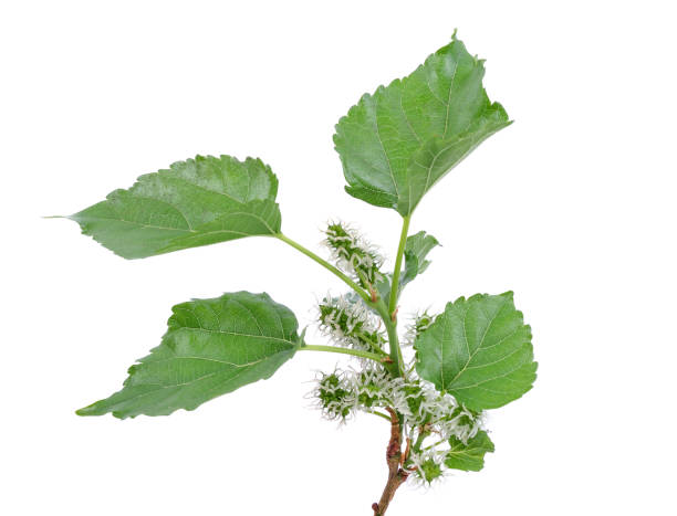 istock Mulberry leaves and young cubs on a white background 1247515767
