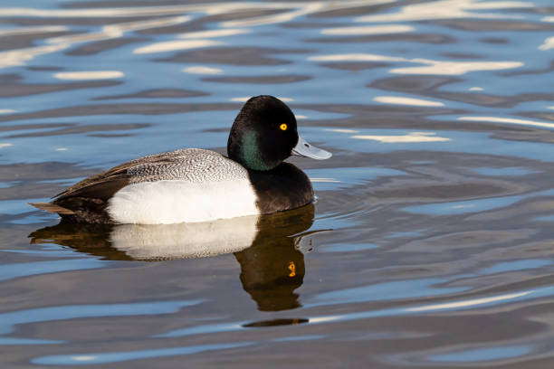 male greater scaup, burnaby lake, bc, canada male greater scaup, burnaby lake, bc, canada greater scaup stock pictures, royalty-free photos & images