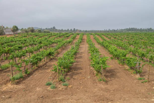 istock Vineyard in Baja California. MEXICO 1247527271