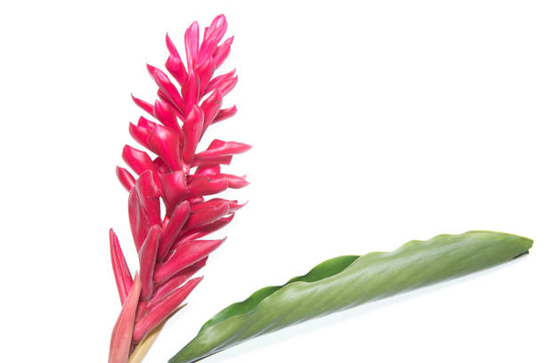 istock Fake Red cone ginger flower on white background 1247528700