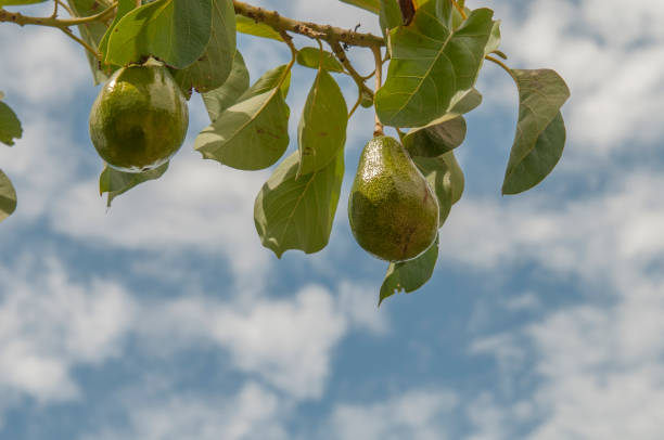 Avocado in a tree, at a Mexican farming field, located in the tropic of cancer, Todos Santos Baja California Sur. Mexico.