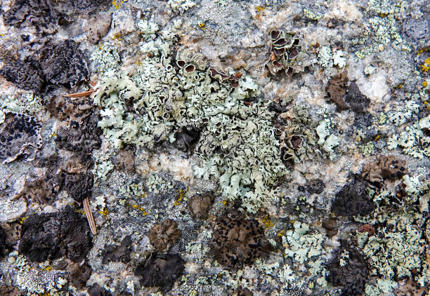 istock Closeup of lichens 1247540457
