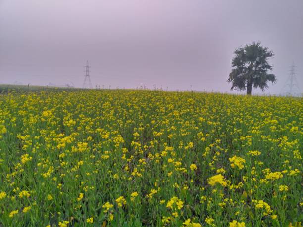 istock Landscape view of mustard's field. 1247542538