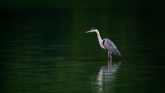 A peaceful shot of a Great Blue Heron standing at a still lake with reflection in Taipei, Taiwan