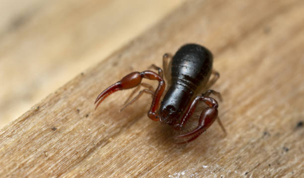 Extreme closeup of a false scorpion, Pseudoscorpiones on wood Extreme closeup of a false scorpion, Pseudoscorpiones on wood, these animals are predators on other small arthropods pseudoscorpion stock pictures, royalty-free photos & images