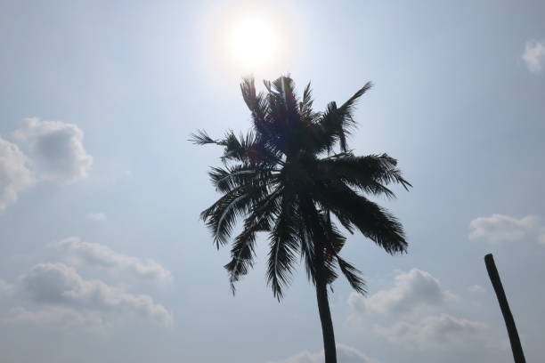 istock silhouette coconut tree and sky background, asia, thailand 1247569398