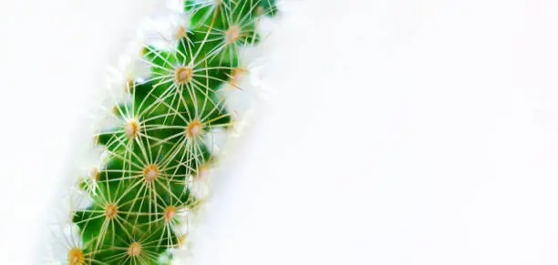 Photo of Closeup of cactus on white background