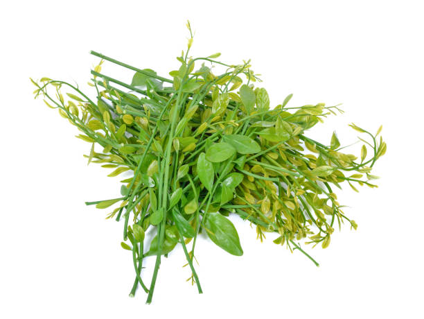 istock melientha suavis pierre vegetables for cooking. (Pak-wan-pa) 1247587328
