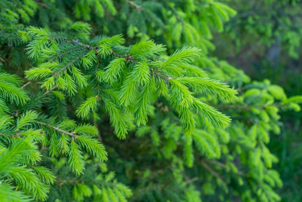 モミの木に緑の新鮮な針。若いライトグリーンの芽。選択的フォーカス。針葉樹の上に新しい若い針の出現。スプルースの更新。 - growth new evergreen tree pine tree ストックフォトと画像