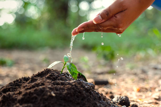 istock Hands and water drop over the plant. growth concept 1247587503