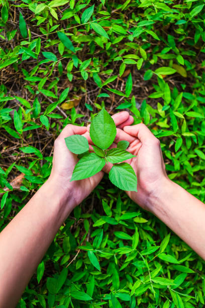 istock Hand protect new tree growth on the ground.hand helping,support,care concept. 1247587521