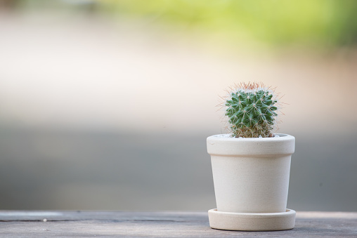 close up of a cactus