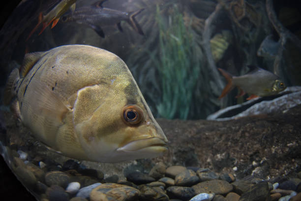 istock Underwater fishing 1247587598