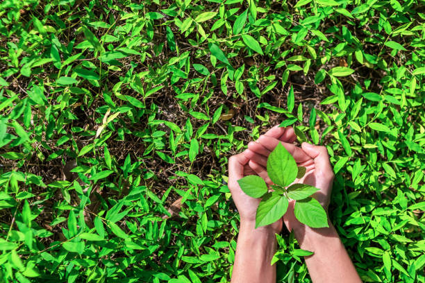 istock Hand protect new tree growth on the ground.hand helping,support,care concept. 1247588328