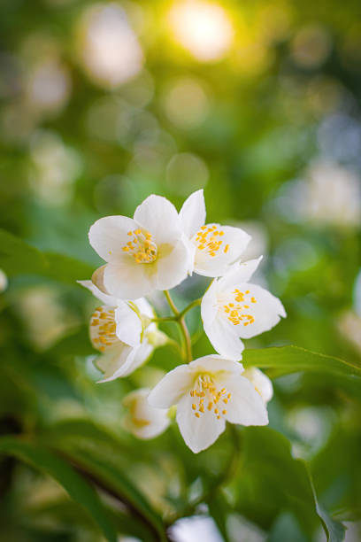 istock Twig with white jasmine flower in spring 1247593724