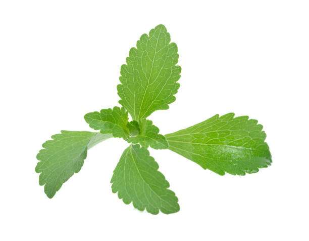 istock Stevia rebaudiana plant isolated on white background 1247597223