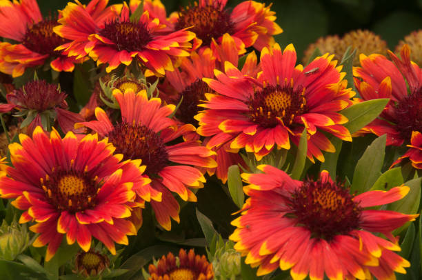 nahaufnahme eines bündels orangefarbener und gelber gaillardia-blüten - wildflower spring close up daisy stock-fotos und bilder