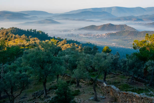 istock Misty in village; fog over forest 1247597363