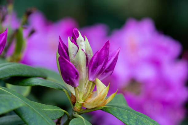 istock Bud of plant in the spring 1247600400