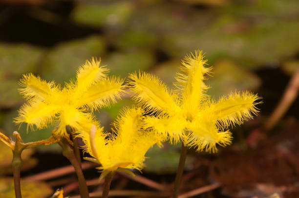 Wavy marshwort flower in garden pond Summer in the garden Sydney, Australia marshwort stock pictures, royalty-free photos & images