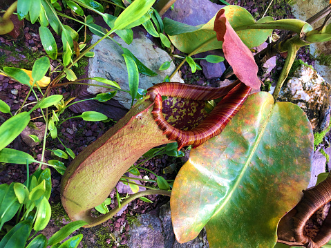 Tropical Pitcher Plant 'Alata' (Nepenthes alata), Winged Pitcher Plant (Flighted Pitcher Plant or Fluffed Pitcher Plant) - Botanical Garden St. Gallen, Switzerland / The Botanical Garden