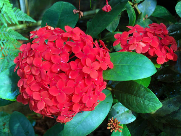 istock Jungle geranium (Ixora coccinea), Flame of the woods, Jungle flame, Malteserkreuzblume oder Dschungelbrand - Botanical Garden St. Gallen, Switzerland / Der Botanische Garten St. Gallen, Schweiz 1247608874