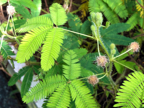 Sensitive plant (Mimosa pudica), Sleepy plant, Action plant, Dormilones, Touch-me-not, Shameplant, Zombie plant, Shy plant, Shameful Sense Plant or The Mimosa - Botanical Garden St. Gallen, Switzerland / The Botanical Garden St. Gallen, Switzerland planta sensible (mimosa pudica), planos de sueño, planes de acción, dormilones, touch-me-not, shameplant, planos zombi, planos tímidos, planta de mente vergonzosa o the mimosa - jardín botánico st. gallen, suiza / el jardín botánico st. gallen, suiz