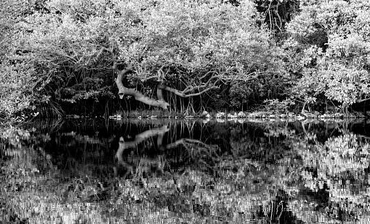 Mangrove Trees Reflection in Palolem river, India, Goa, Black and White