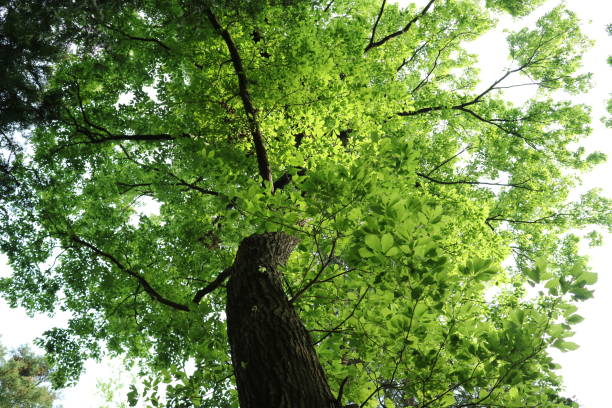 istock I look up to the fresh green 1247624598