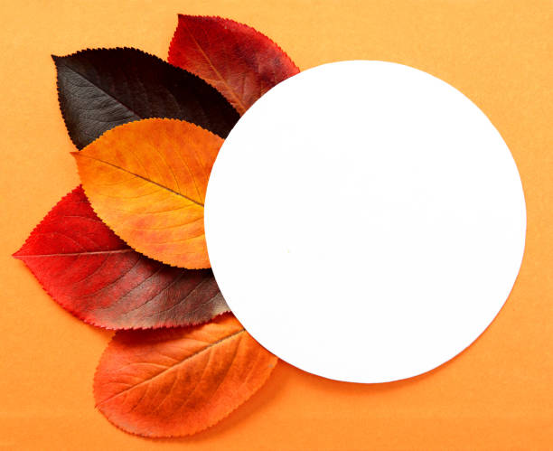 red and yellow autumn leaves on a white background